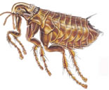 flea.jpg