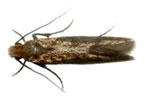moth1.jpg