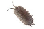 woodlice.jpg