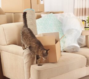 Pet cat walking on sofa when moving house