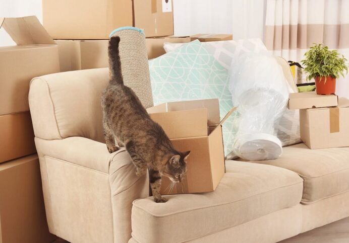 Pet cat walking on sofa when moving house