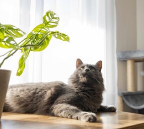 The Right to Request a Pet in the Private Rented Sector – England