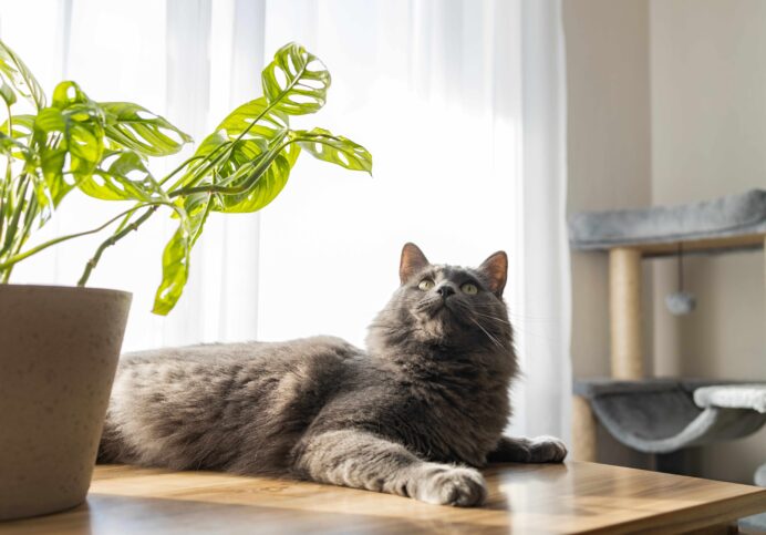 The Right to Request a Pet in the Private Rented Sector – England